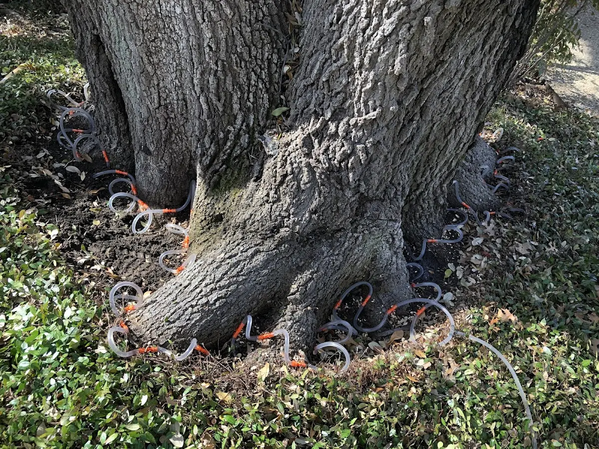 Detailed Tree Cabling and Bracing job site in Hersey