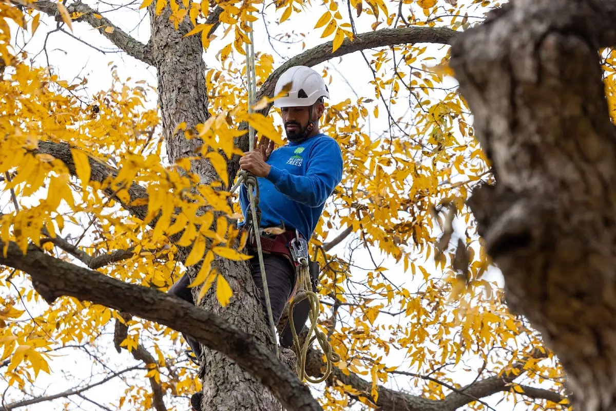 Skilled Tree Transplanting crew working in Hersey