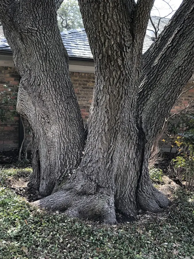 Mature heritage tree close to a Hersey property cared for by certified arborists
